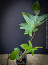 Philodendron Pedatum plant with dark wine-red stems and green leaves, organically grown at TOMs FLOWer CLUB.