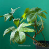 Philodendron Pedatum, organically grown plants for sale at TOMS FLOWer CLUB. 