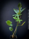 Philodendron Pedatum plant with dark wine-red stems and green leaves, organically grown at TOMs FLOWer CLUB.