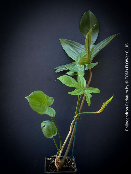 Philodendron Pedatum plant with dark wine-red stems and green leaves, organically grown at TOMs FLOWer CLUB.