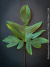 Leaf of  Philodendron Pedatum plant with dark wine-red stems and green leaves, organically grown at TOMs FLOWer CLUB.