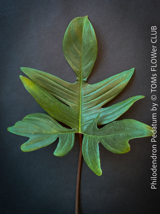 Leaf of  Philodendron Pedatum plant with dark wine-red stems and green leaves, organically grown at TOMs FLOWer CLUB.