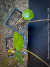 A potted Philodendron Pedatum plant with dark wine-red stems and green leaves, organically grown at TOMs FLOWer CLUB.