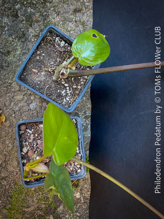 A potted Philodendron Pedatum plant with dark wine-red stems and green leaves, organically grown at TOMs FLOWer CLUB.