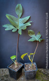 A potted Philodendron Pedatum plant with dark wine-red stems and green leaves, organically grown at TOMs FLOWer CLUB.