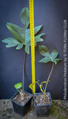 A potted Philodendron Pedatum plant with dark wine-red stems and green leaves, organically grown at TOMs FLOWer CLUB.