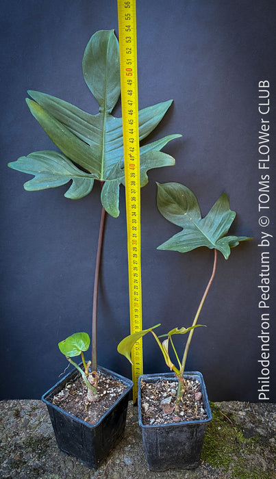A potted Philodendron Pedatum plant with dark wine-red stems and green leaves, organically grown at TOMs FLOWer CLUB.