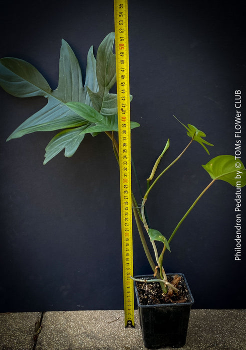 Philodendron Pedatum plant with dark wine-red stems and green leaves, organically grown at TOMs FLOWer CLUB.