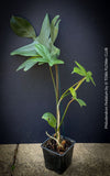 Philodendron Pedatum plant with dark wine-red stems and green leaves, organically grown at TOMs FLOWer CLUB.