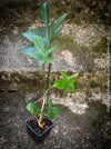 Philodendron Pedatum plant with dark wine-red stems and green leaves, organically grown at TOMs FLOWer CLUB.