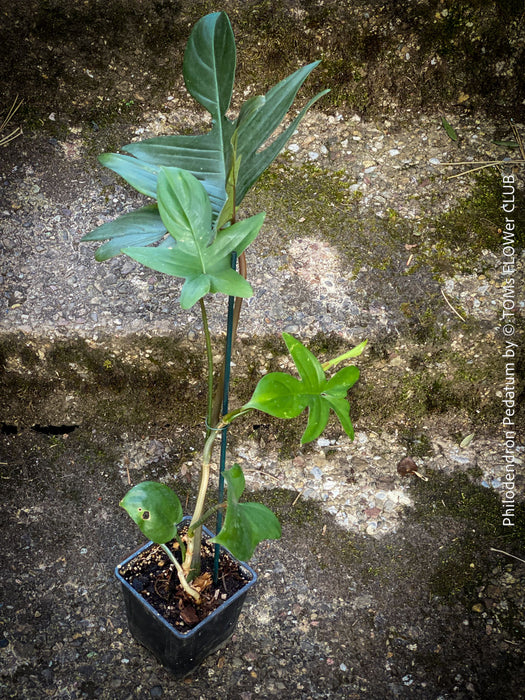 Philodendron Pedatum plant with dark wine-red stems and green leaves, organically grown at TOMs FLOWer CLUB.