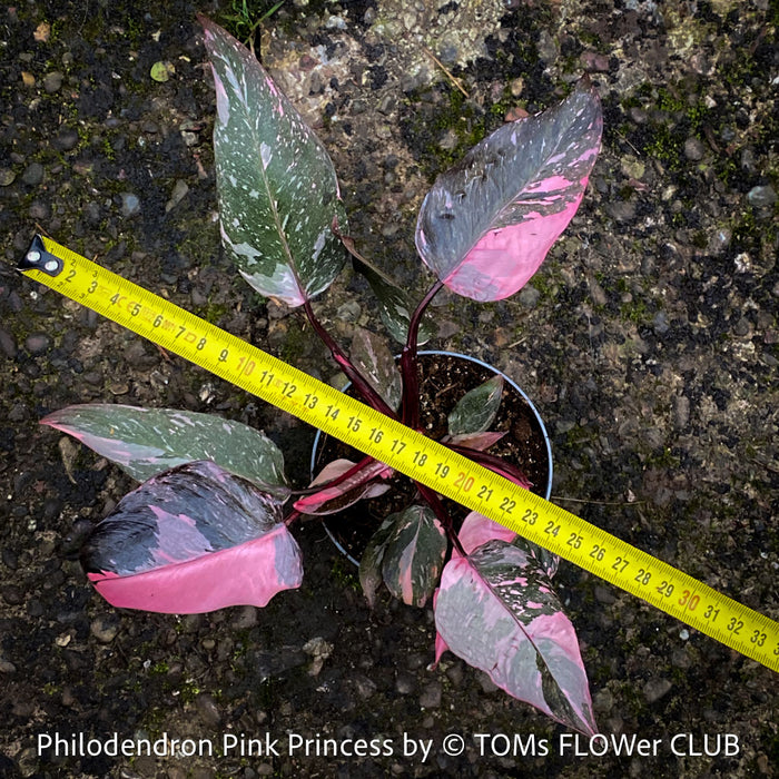 pink philodendron plant for sale Philodendron Pink Princess - 25 cm - Easy indoor plant - Air-purifying - Low light - Shade-loving