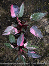 Philodendron Pink Princess, organically grown tropical plants for sale at TOMs FLOWer CLUB.