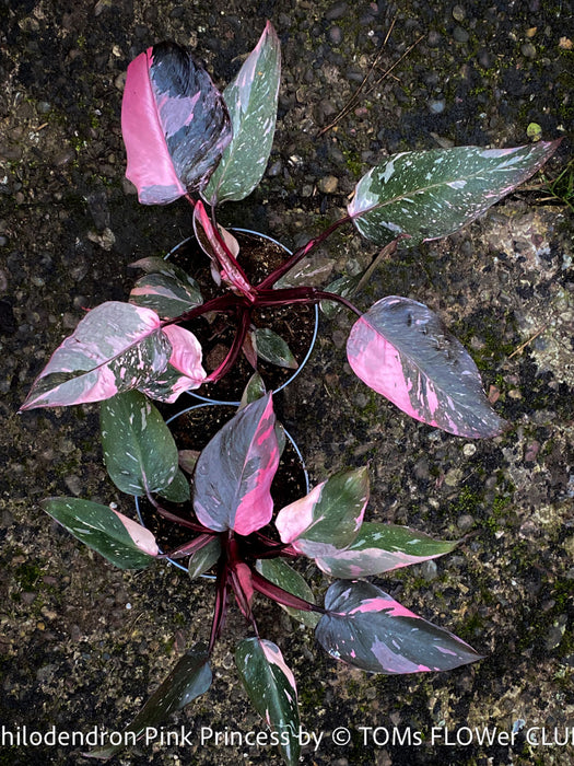 Philodendron Pink Princess, organically grown tropical plants for sale at TOMs FLOWer CLUB.