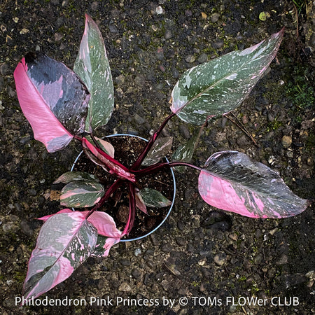 Philodendron Pink Princess, organically grown tropical plants for sale at TOMs FLOWer CLUB.