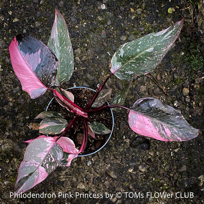 Philodendron Pink Princess, organically grown tropical plants for sale at TOMs FLOWer CLUB.