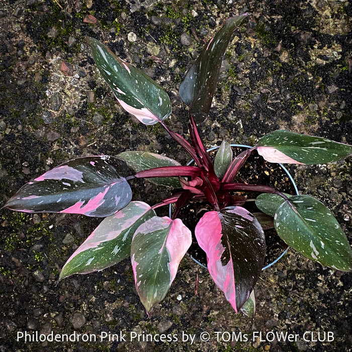 Philodendron Pink Princess, organically grown tropical plants for sale at TOMs FLOWer CLUB.