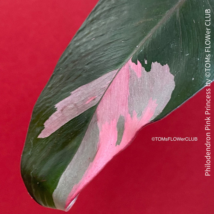 philodendron pink princess sale Philodendron Pink Princess - 25 cm - Easy indoor plant - Air-purifying - Low light - Shade-loving