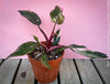 Philodendron Pink Princess, organically grown tropical plants for sale at TOMs FLOWer CLUB.