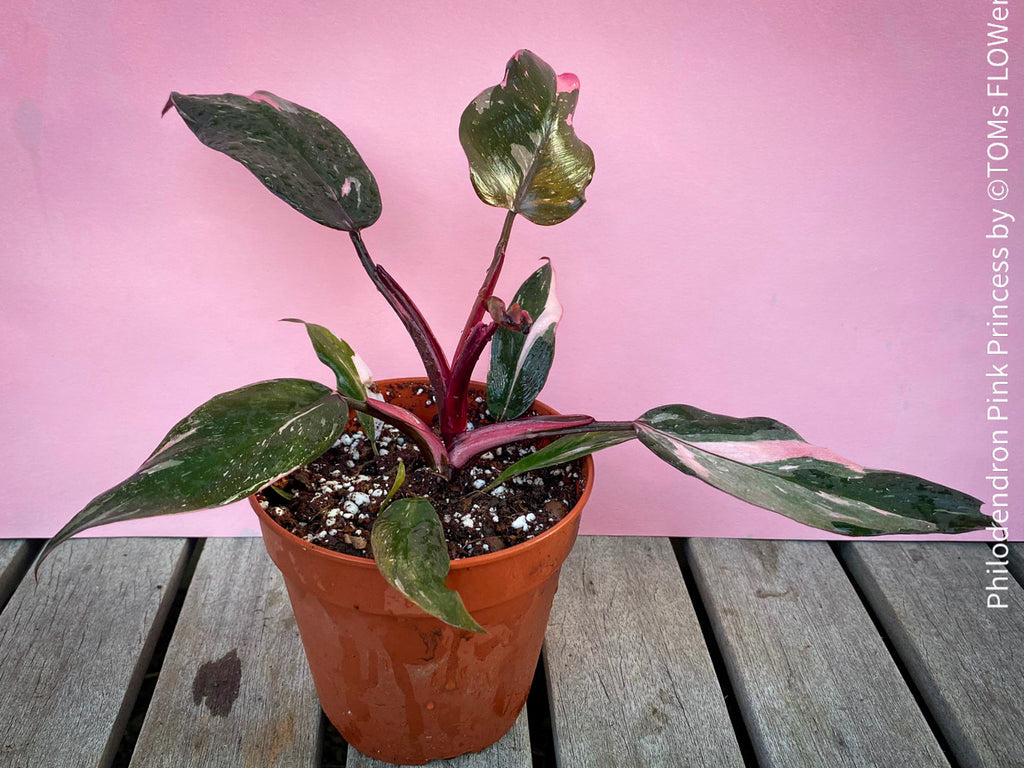 philodendron pinkprincess mutation Philodendron pink princess