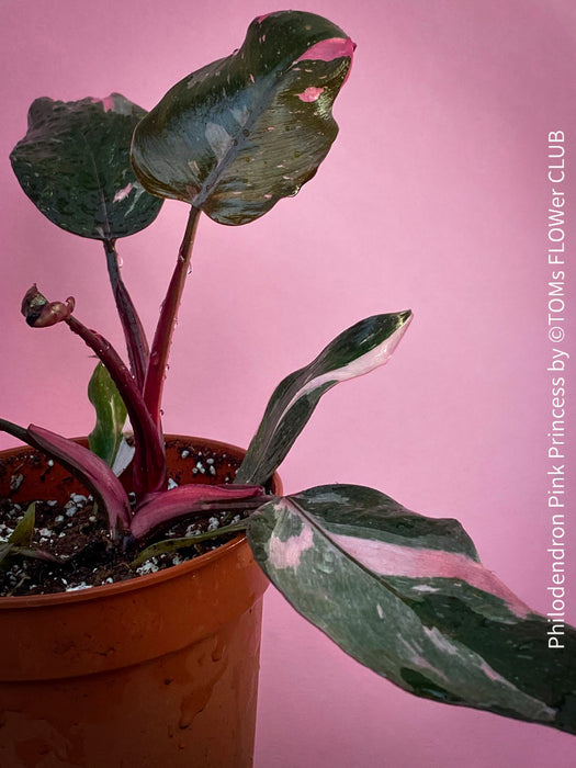 Philodendron Pink Princess, organically grown tropical plants for sale at TOMs FLOWer CLUB.