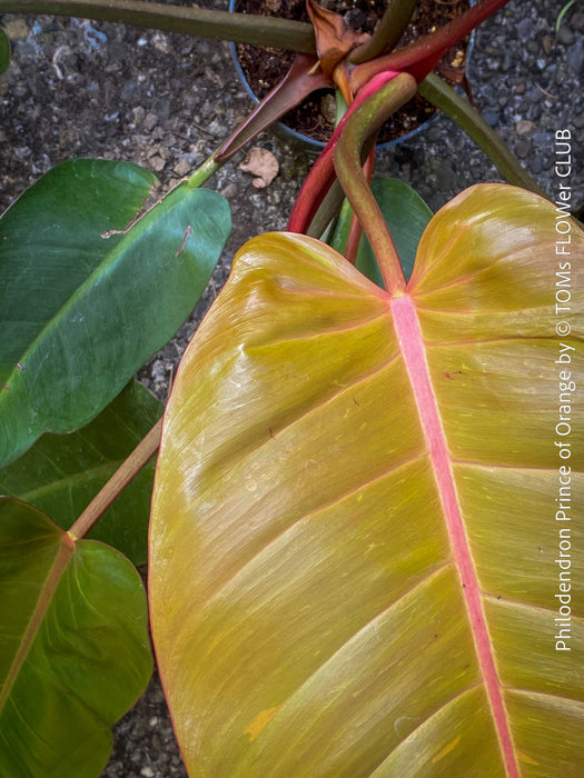 Close-up of a Philodendron Prince of Orange leaf with a pink midrib, showing the texture and veins. For sale at TOMs FLOWer CLUB.