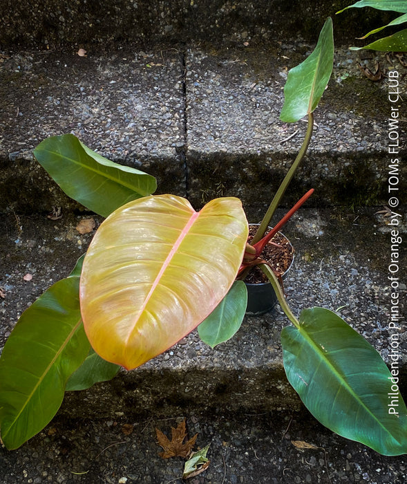 Philodendron Prince of Orange leaf with a pink midrib, showing the texture and veins. For sale at TOMs FLOWer CLUB. Webshop for organically grown tropical plants. 