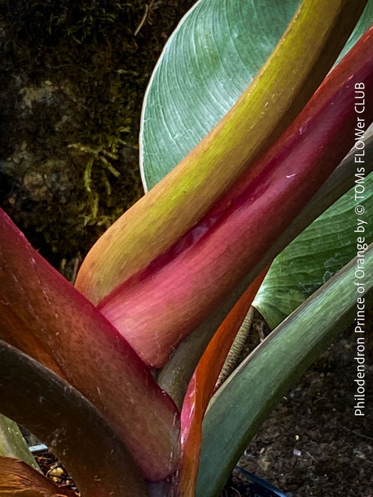 Philodendron Prince of Orange leaf with a pink midrib, showing the texture and veins. For sale at TOMs FLOWer CLUB. Webshop for organically grown tropical plants. 