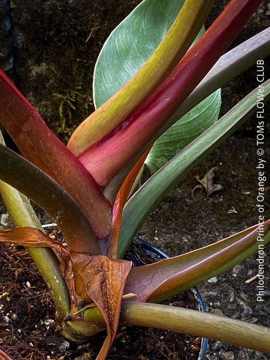 Philodendron Prince of Orange leaf with a pink midrib, showing the texture and veins. For sale at TOMs FLOWer CLUB. Webshop for organically grown tropical plants. 