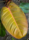 Philodendron Prince of Orange leaf with a pink midrib, showing the texture and veins. For sale at TOMs FLOWer CLUB. Webshop for organically grown tropical plants. 