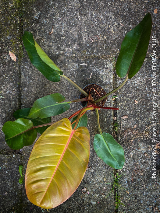 Philodendron Prince of Orange leaf with a pink midrib, showing the texture and veins. For sale at TOMs FLOWer CLUB. Webshop for organically grown tropical plants. 