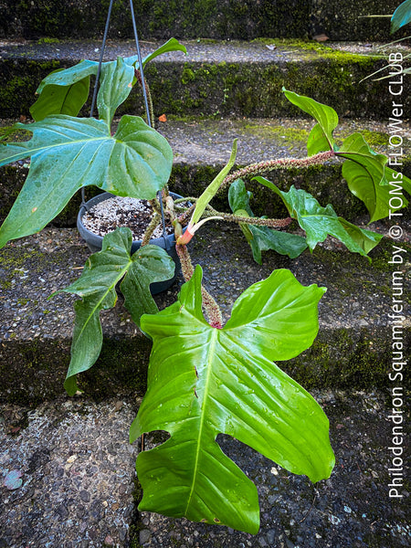 Philodendron Squamiferum, organically grown succulent plants for sale at TOMs FLOWer CLUB.