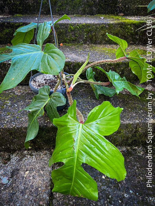 Philodendron Squamiferum, organically grown succulent plants for sale at TOMs FLOWer CLUB.