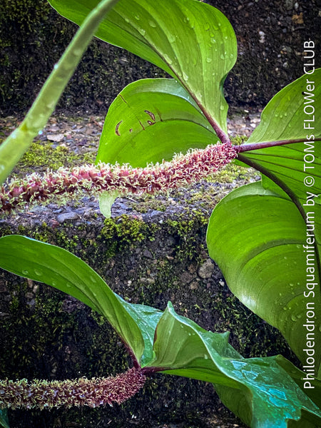 Philodendron Squamiferum, organically grown succulent plants for sale at TOMs FLOWer CLUB.