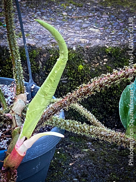 Philodendron Squamiferum, organically grown succulent plants for sale at TOMs FLOWer CLUB.