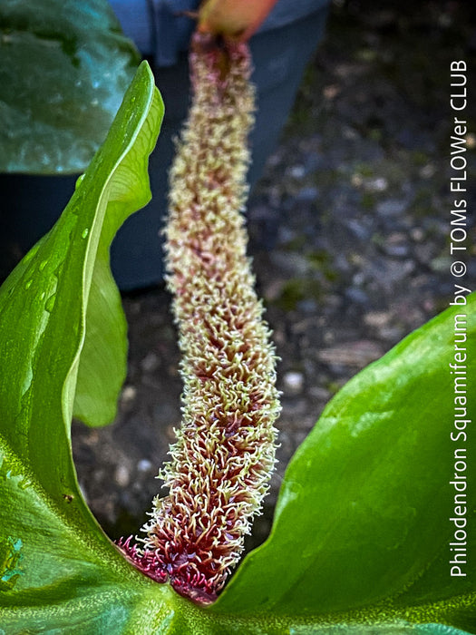 Philodendron Squamiferum, organically grown succulent plants for sale at TOMs FLOWer CLUB.