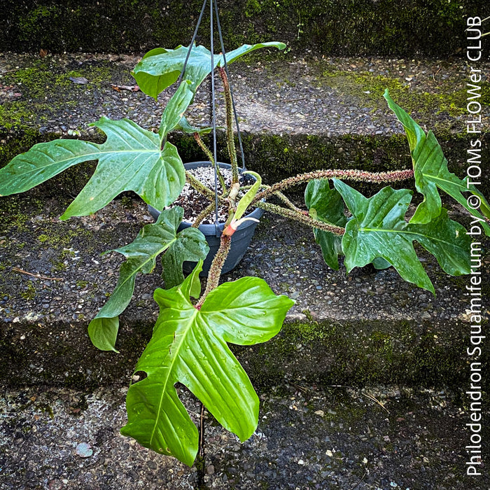 Philodendron Squamiferum, organically grown succulent plants for sale at TOMs FLOWer CLUB.
