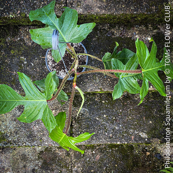 Philodendron Squamiferum, organically grown succulent plants for sale at TOMs FLOWer CLUB.
