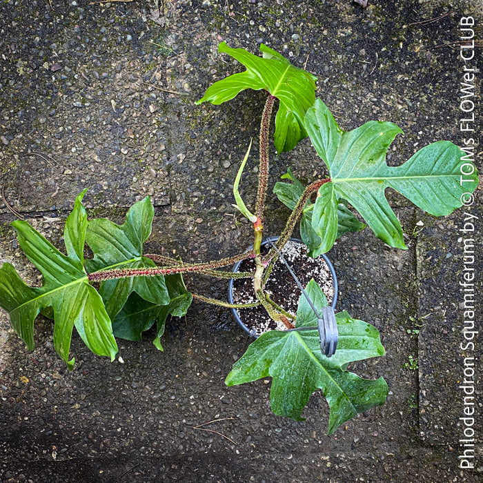 Philodendron Squamiferum, organically grown succulent plants for sale at TOMs FLOWer CLUB.