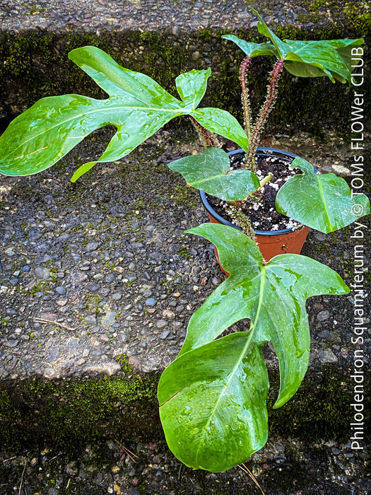 Philodendron Squamiferum, organically grown succulent plants for sale at TOMs FLOWer CLUB.