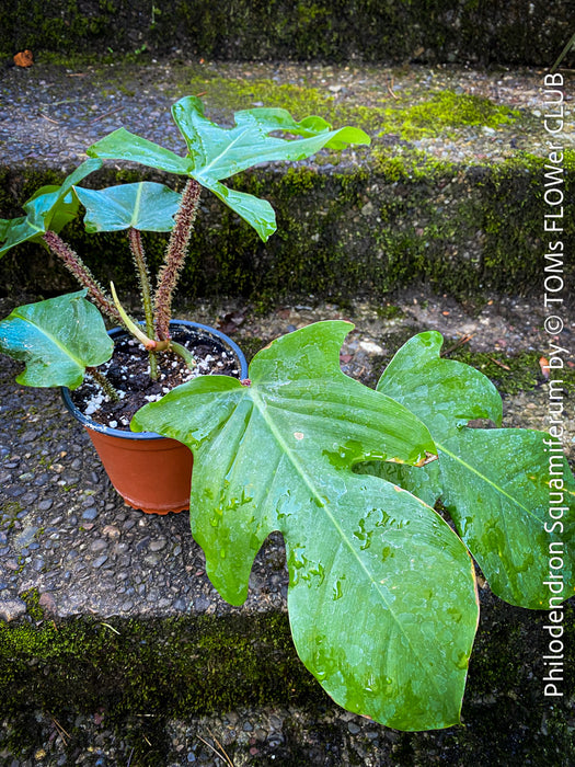Philodendron Squamiferum, organically grown succulent plants for sale at TOMs FLOWer CLUB.