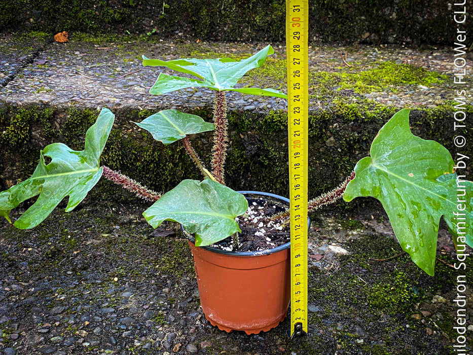 Philodendron Squamiferum, organically grown succulent plants for sale at TOMs FLOWer CLUB.