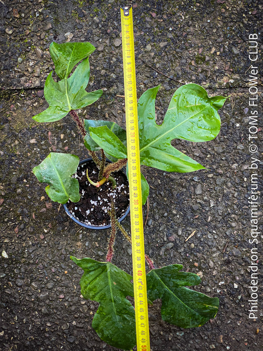 Philodendron Squamiferum, organically grown succulent plants for sale at TOMs FLOWer CLUB.