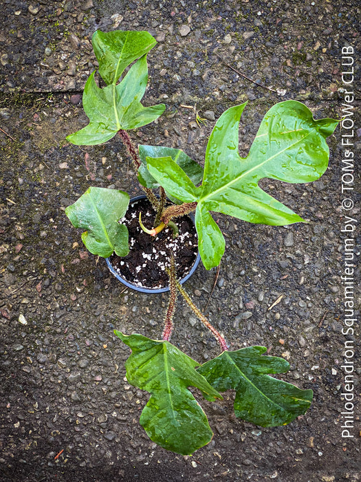 Philodendron Squamiferum, organically grown succulent plants for sale at TOMs FLOWer CLUB.