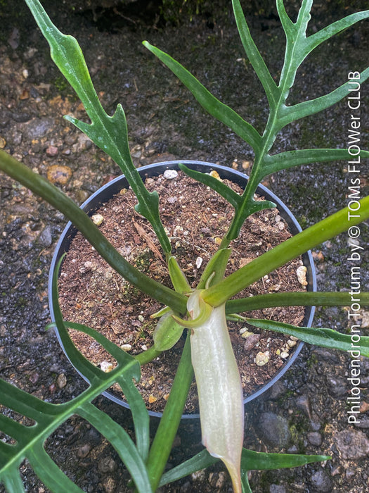 Philodendron Tortum, organically grown succulent plants for sale at TOMs FLOWer CLUB.