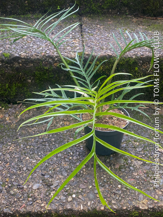 Philodendron Tortum, organically grown succulent plants for sale at TOMs FLOWer CLUB.