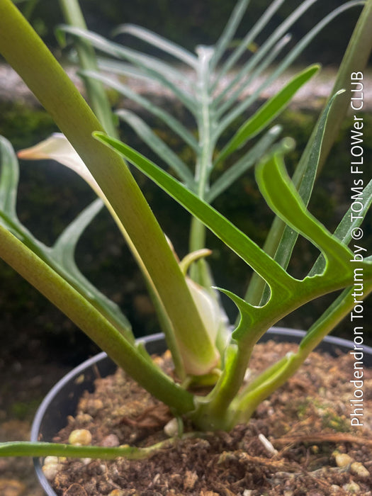 Philodendron Tortum, organically grown succulent plants for sale at TOMs FLOWer CLUB.