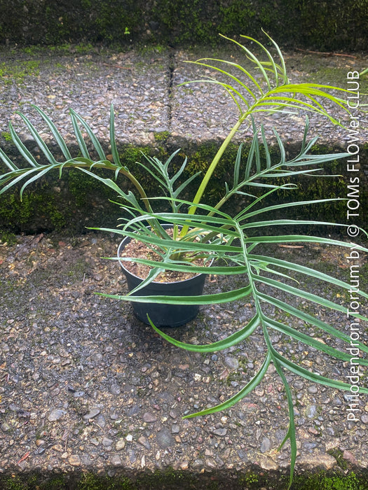 Philodendron Tortum, organically grown succulent plants for sale at TOMs FLOWer CLUB.