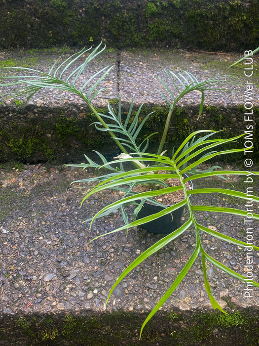 Philodendron Tortum, organically grown succulent plants for sale at TOMs FLOWer CLUB.
