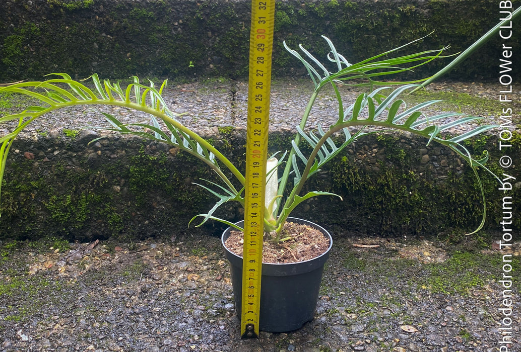 Philodendron Tortum, organically grown succulent plants for sale at TOMs FLOWer CLUB.